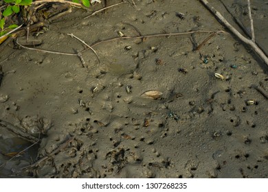 Many Fiddler Crab (Uca Forcipata) Or Ghost Crab Emerging From Its Burrow And Walking On Mudflats In Mangrove Forest During Low Tide.