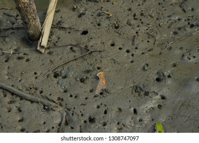 Many Fiddler Crab (Uca Forcipata) Or Ghost Crab Emerging From Its Burrow And Walking On Mudflats In Mangrove Forest During Low Tide.