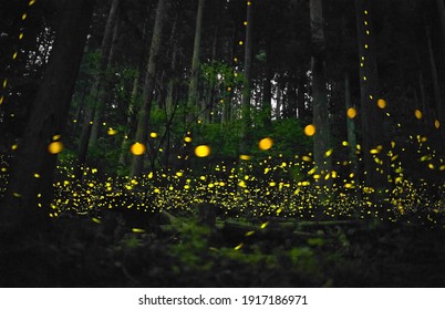 Many fireflies flying in the forest.　
（Luciola parvula）