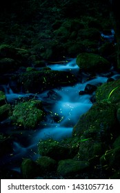 Many Firefly Fly On River