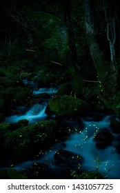 Many Firefly Fly On River