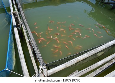 Many Fish Cages That Build Bamboo Stock Photo (Edit Now) 1597919770