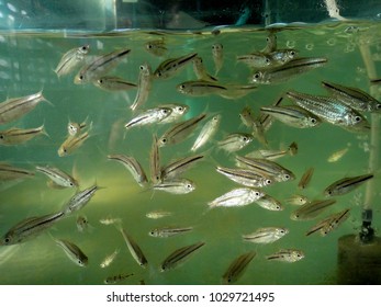 Many Fish Swiming In Aquarium Glass Prepare For Experimental.