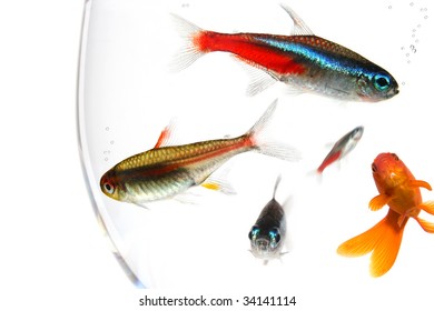 Many Fishes In A Too Small Bowl