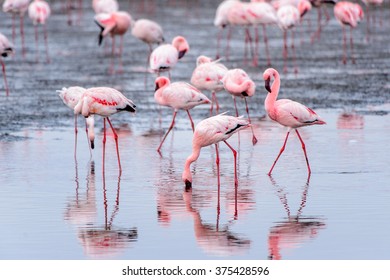 4,486 Flock flying flamingos Images, Stock Photos & Vectors | Shutterstock