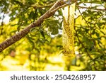 many flies stuck on a sheet of sticky yellow fly card. yellow fly paper full of dead flies. house flies stuck on a yellow fly trap in the garden. pest control fly trap hanging on a fruit tree.