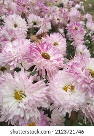 Many Fllower In The Garden