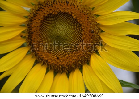 Similar – Image, Stock Photo sunny day Environment