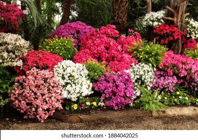 many flowering azalea bushes in different shades of pink, lilac, purple and white in the greenhouse of the botanical garden, very beautiful, spring mood