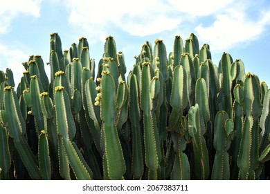 Many flowering plants of Canary Island spurge (Euphorbia canariensis), endemic to Canary Islands, in background of blue sky. It is the symbol of the island of Gran Canaria. Natural vertical pattern - Shutterstock ID 2067383711