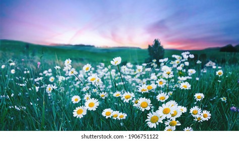 Many flowers meadow daisies in field in nature in evening at sunset. Natural landscape with beautiful sunset sky in blue pink and purple tones with soft selective focus. - Powered by Shutterstock