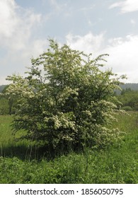 Many Flowers Of Midland Hawthorn, 