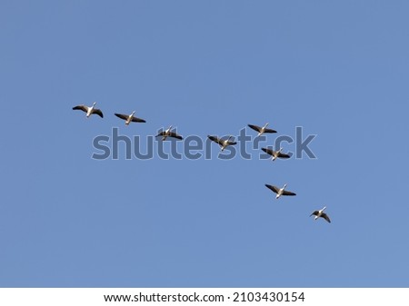 Similar – wild geese birds Dynamic