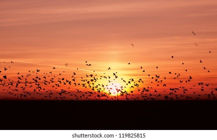 Many Flying Migrating Birds Over Sunset