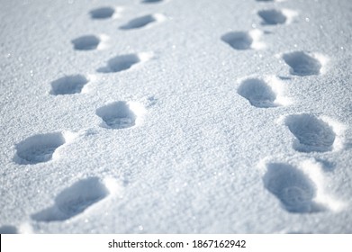 Closeup Red Fox Footprints Snow Stock Photo 1910615473 