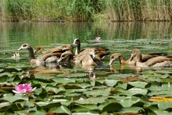 Many Free Egyptian Geese Swim Through The Water Lilies
