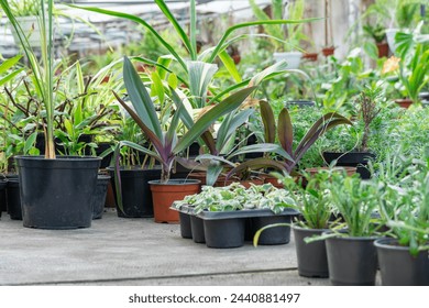 Many fresh green seedlings growing in flowerpot in greenhouse. Row of houseplants in garden center. Plantsprouting ready for planting in glasshouse. Small business is germinating young plant nursery. - Powered by Shutterstock