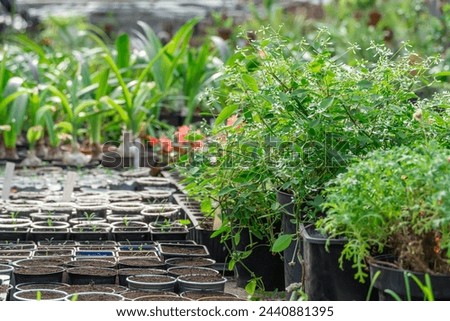 Many fresh green seedlings growing in flowerpot in greenhouse. Row of houseplants in garden center. Plantsprouting ready for planting in glasshouse. Small business is germinating young plant nursery.