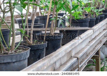 Many fresh green seedlings growing in flowerpot in greenhouse. Row of houseplants in garden center. Plantsprouting ready for planting in glasshouse. Small business is germinating young plant nursery.