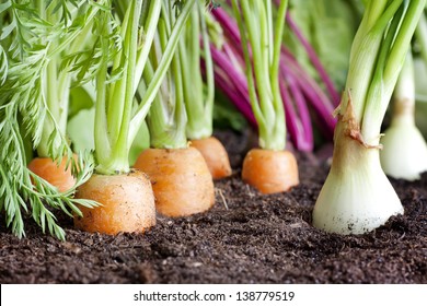 Many Fresh Organic Vegetables Growing In The Garden Closeup