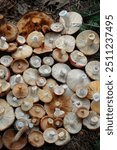 many fresh picking inverted mushrooms caps, abstract natural background. mix of forest edible mushrooms. harvest season, picking fungi. Beautiful image of wild nature, Forest aesthetic. top view