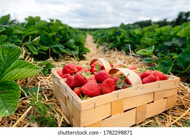 Many fresh red strawberries in wooden baskets after harvest on organic strawberry farm. Strawberries ready for export. Agriculture and ecological fruit farming concept