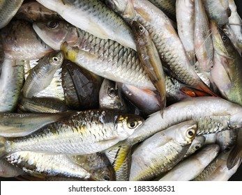 Many Freshwater Fish Background, Cyprinidae, Barb, Carp