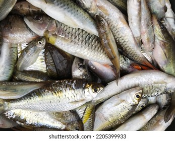 Many Freshwater Fish Background, Cyprinidae, Barb, Carp