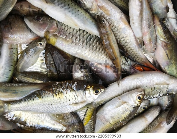 Many\
Freshwater fish background, Cyprinidae, barb,\
carp