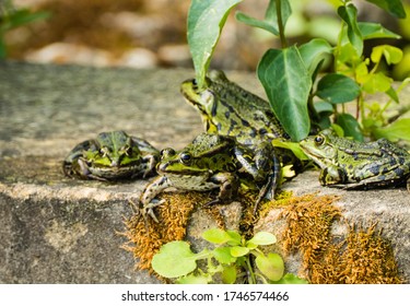 Many Frogs On Stone Wall 