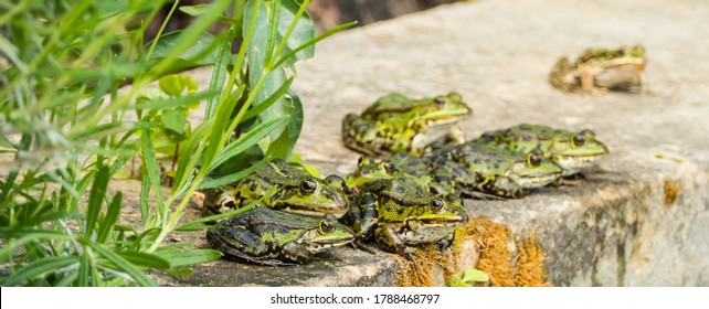 Many Frogs On Stone Wall 