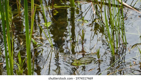 Many Frogs In Pond Rainy Weather