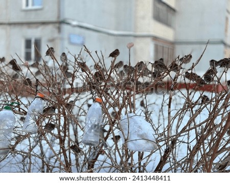Many frozen brown sparrow birds on dry branches are looking for food in birdhouses to survive in severe frosts in Russia. Bird feeder made from plastic bottles. DIY plastic bottle bird feeder