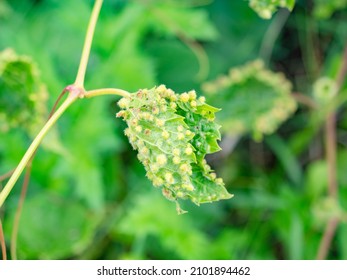 Many galls caused by phylloxera, Viteus vitifoliae, look like parasites. Vine plant with disease or illness 