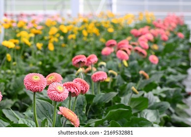 Many Gerbera Flowers In A Greenhouse At Floriade The Netherlands.