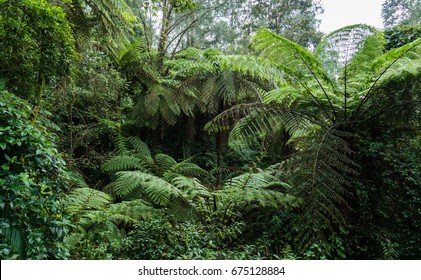 Many Gigantic Fern Trees, Vines And Shrubs Located In Indonesia Tropical Rain Forest.