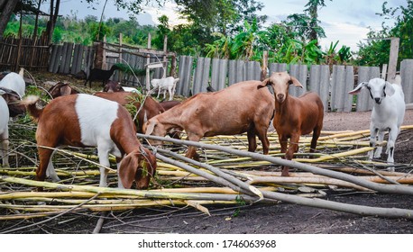 Many Goats Were Eating On The Kathina Pile.