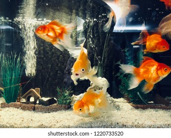 Many Gold Fish Swim Aimlessly Tank Stock Photo 1220733520 | Shutterstock