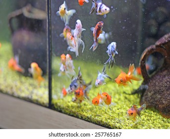 Many Goldfish For Sale In Pet Shop Aquarium