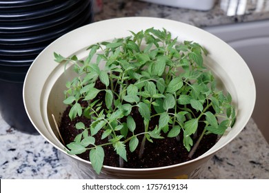 Many grape tomato plant seedlings growing together in a planter full of potting soil. On a kitchen counter are grape tomato seedlings in a planter about to be transplanted into individual grow pots. - Shutterstock ID 1757619134