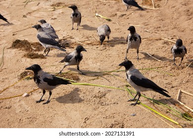 Many Gray Large Crows Are Waiting For Food On The Yellow Beach Sand