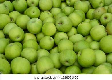 Many green apples after harvest - Shutterstock ID 1828351928