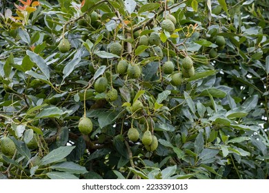 Many green avocado fruits growing on a tree (Persea americana) .