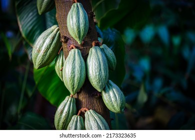 Many green Cocoa pods grow on  tree in garden. The cocoa tree ( Theobroma cacao ) with green fruits.