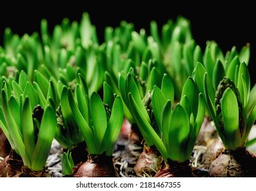 Many Green Common Hyacinth Herb Plants Isolated On Dark Background. Closeup Of Ornamental, Herbal Flowers That Grow In Gardens, Parks Or Backyards In Horticulture For Its Fragrant Scent Or Perfumes