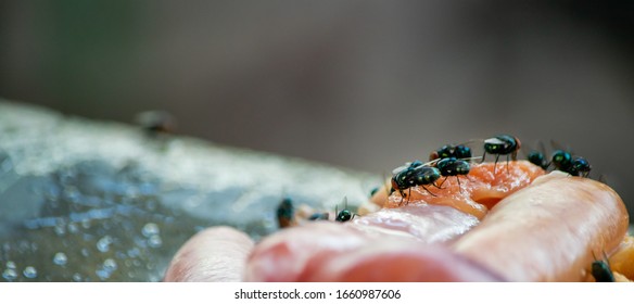 Many Green Flies On Fish Guts, Close Up.