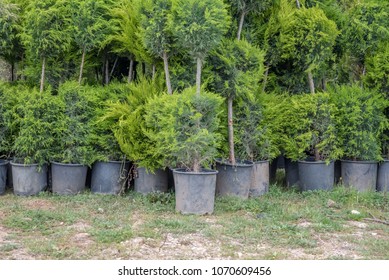 Many Green Golden Leyland Hedge trees (Cupressocyparis leylandii Castlewellan Gold) in plastic box for sale
