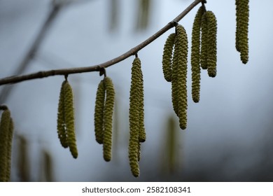 Many green hazelnut flowers on a branch. Several hazelnut flowers on a branch