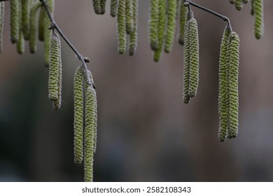 Many green hazelnut flowers on a branch. Several hazelnut flowers on a branch