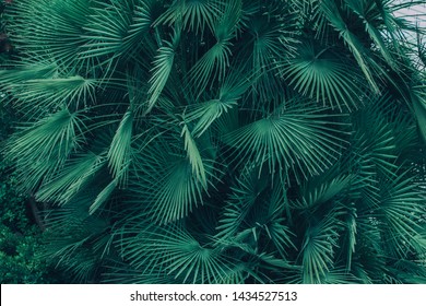 Many green leaves of the tropical palm tree of the Sabal minor family. Natural tropical background.